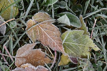 The first night frost in autumn by Claude Laprise