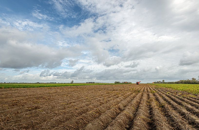 Niederländische Agrarlandschaft mit langen Kartoffelkämmen von Ruud Morijn
