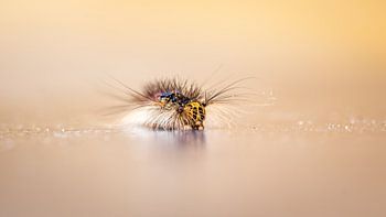 Ich bin eine Raupe...