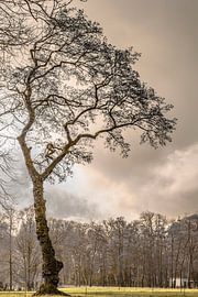 Pale Field – Ruhiger Baum in sanfter Winterlandschaft | Minimalistische Naturfotografie