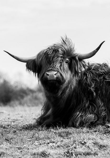 Highlander écossais par Dennis Wierenga