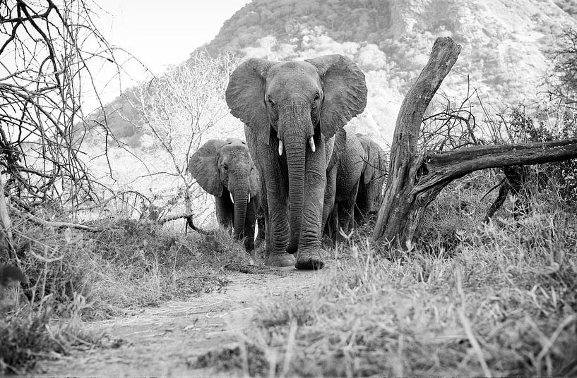 Elephant herd on its way to Ithumba, shelter for orphaned elephants, Kenya. by Louis en Astrid Drent Fotografie