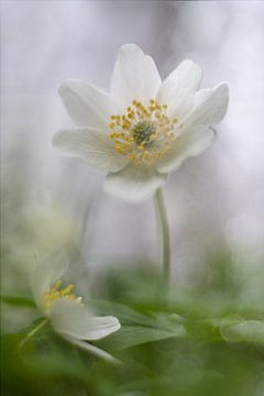 Dreaming by Richard Kalkman fotografie