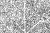Autumn leaf in detail