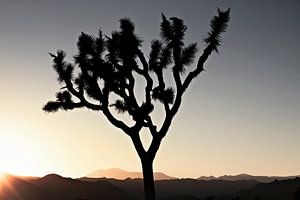 Zonsondergang over Joshua Tree National Park, Californië, de VS