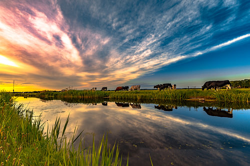 Sunset Cows in Drenthe