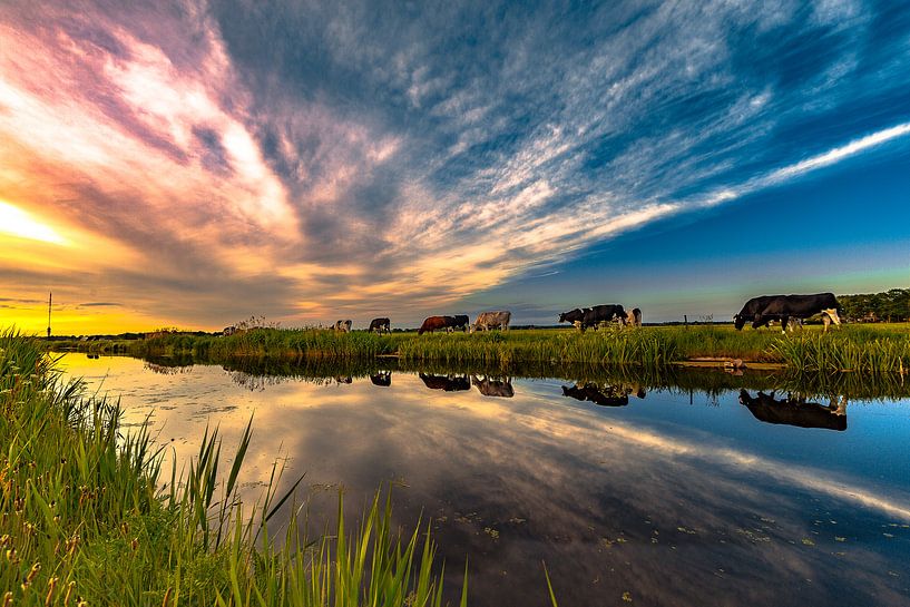 Sunset Cows in Drenthe by Roelof Jonker