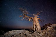 Nachtfoto van een Afrikaanse baobab (Adansonia digitata) tegen een sterrenlucht van Nature in Stock thumbnail