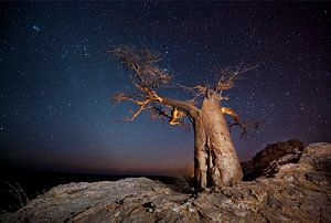 Nachtaufnahme eines afrikanischen Baobab (Adansonia digitata) vor einem Sternenhimmel
