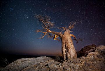 Nachtaufnahme eines afrikanischen Baobab (Adansonia digitata) vor einem Sternenhimmel von Nature in Stock