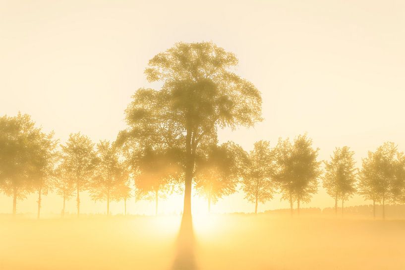 Sunrise over the Zwartendijk near Kampen during springtime by Sjoerd van der Wal Photography