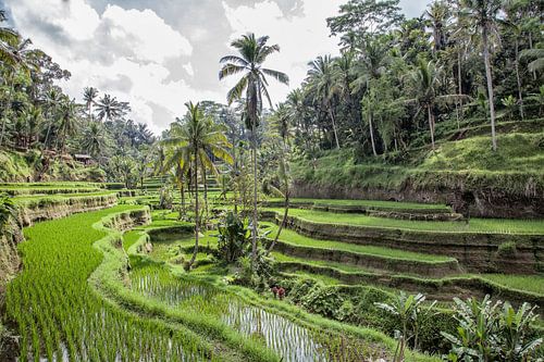 Rijstvelden Ubud  op Bali
