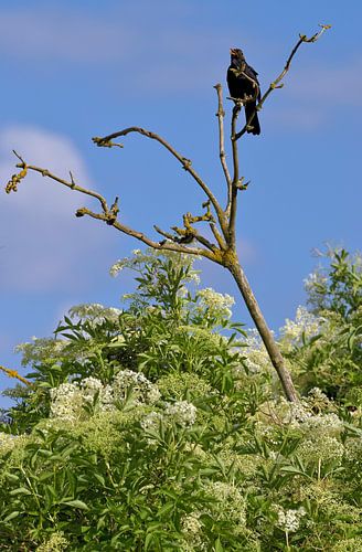 Amsel singt in blühendem Holunderstrauch