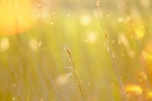 Riet, gouden uur