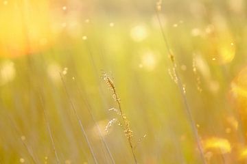 Riet, gouden uur