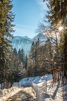 Bright winter day