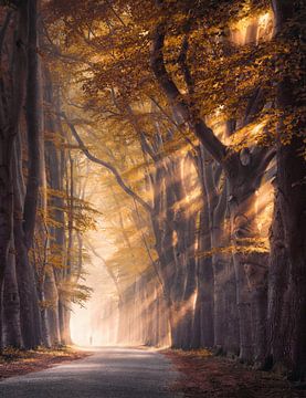 Gouden bomen in de mist