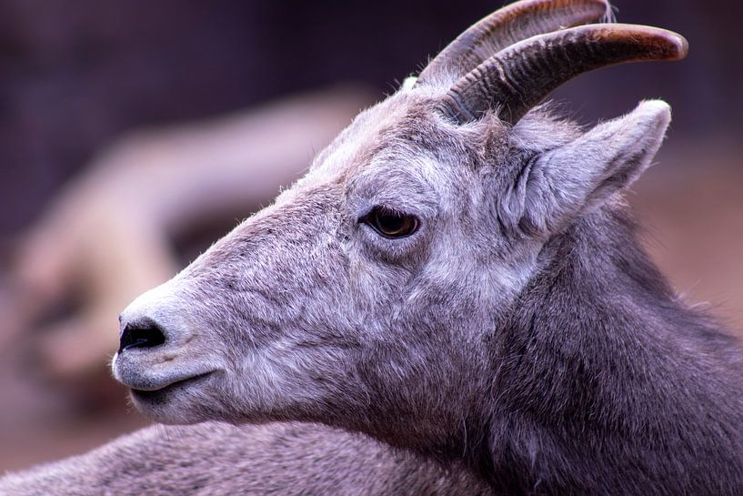 Head of a goat by Ingrid van Sichem