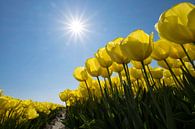 Gele tulpen in de Zon par Ruud van der Lubben Aperçu