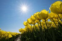 Gele tulpen in de Zon