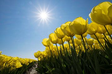 Gele tulpen in de Zon