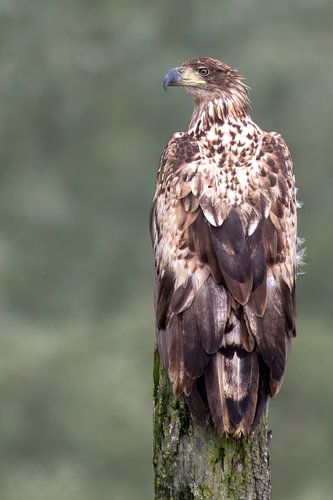 An alert, young white-tailed eagle keeps a close watch on its surroundings.