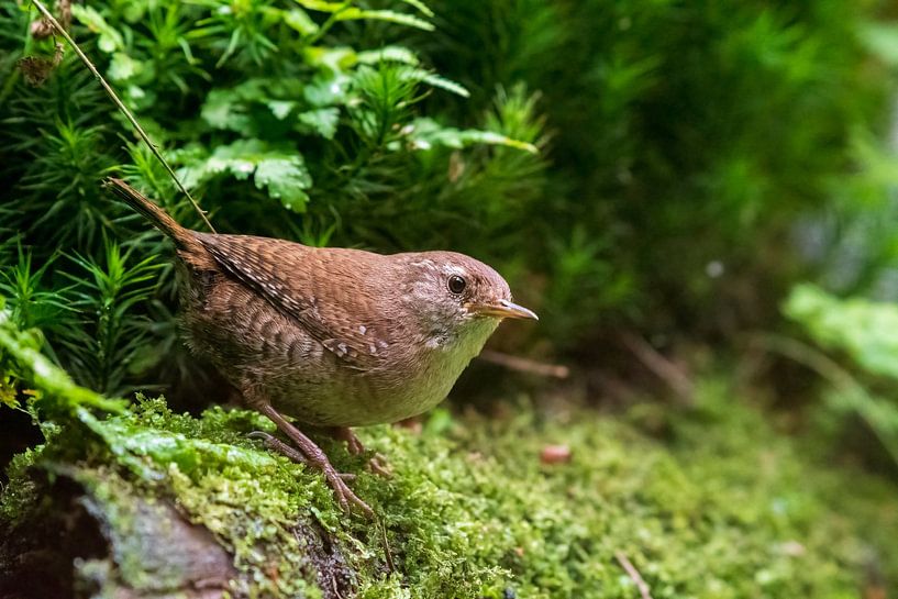 wren by Merijn Loch
