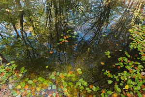 Herbstreflexionen im Wald von jowan iven