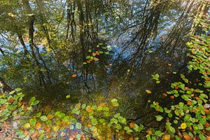 reflets d'automne dans la forêt