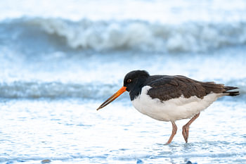 Scholekster fouragerend in de waddenzee