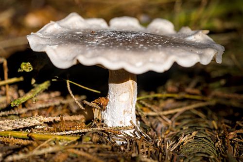 champignon éclairé par un projecteur