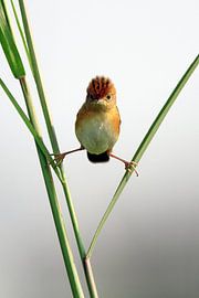 Neugieriger Haubenvogel von Lina Gunawan