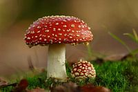 Fliegenpilz im Wald
