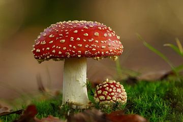 L'amanite tue-mouches dans la forêt sur Vincent Verkuil