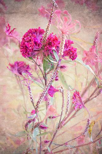 Fluweelachtige roze bloem van Anouschka Hendriks