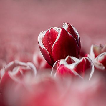 Rood witte tulp van Coby Bergsma