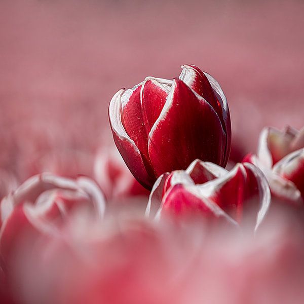 Rot-weiße Tulpe von Coby Bergsma