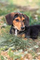 Dachshund Puppy