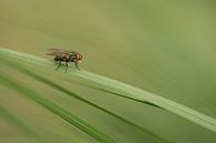 Vliegje in het groene gras van Chantal van Dooren thumbnail