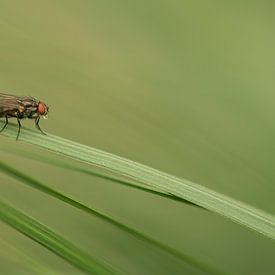 Vliegje in het groene gras van Chantal van Dooren