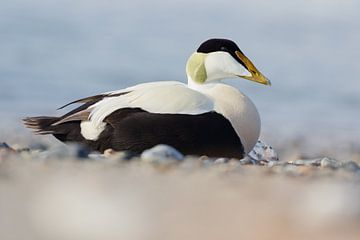 Eider - Eider à duvet - Somateria mollissima sur Rick Willemsen