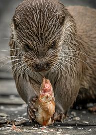Unique close up of a fish-eating European Otter (lutra lutra)