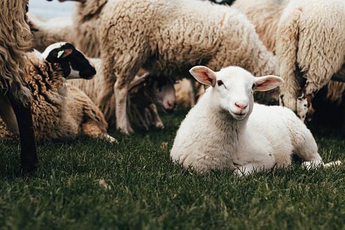 L'agneau photogénique