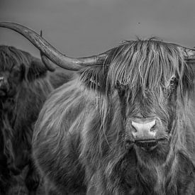 Zwart wit foto van koe rund met hoorn Schotse Hooglander sur R Alleman