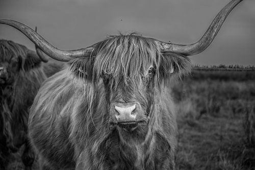 Zwart wit foto van koe rund met hoorn Schotse Hooglander