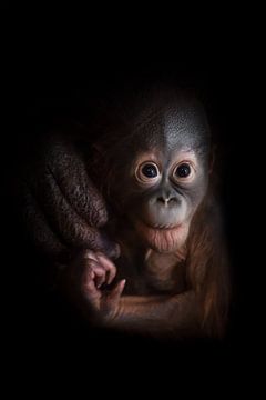 Een kleine baby orang-oetan die moedig vooruit kijkt. Een aandachtige, angstige blik uit het donker.