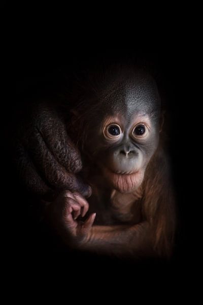 Een kleine baby orang-oetan die moedig vooruit kijkt. Een aandachtige, angstige blik uit het donker. van Michael Semenov