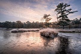 Gefrorene Niedermoore von Luc van der Krabben