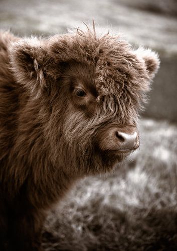 Portrait of Scottish Highlander calf