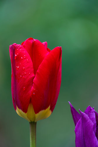 Regendruppels op een rode tulp